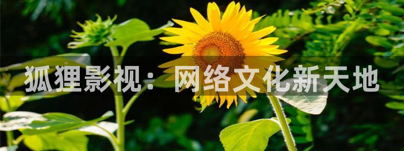 西瓜影院在线免费观看
