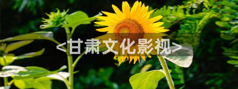 月光变奏曲免费观看完整版西瓜
